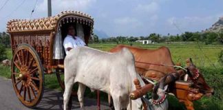 ഇന്ധന വില വർധനക്ക് എതിരെ വേറിട്ട പ്രതിഷേധം; നവദമ്പതികളുടെ ആദ്യ യാത്ര കാളവണ്ടിയിൽ