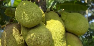 jackfruit-chalakkudi