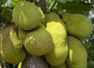 ‘ചാലക്കുടി ചക്ക’ വീണ്ടും സജീവമായി; ഉത്തരേന്ത്യൻ വിപണി കീഴടക്കുന്നു jackfruit-chalakkudi