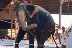 elephant attack