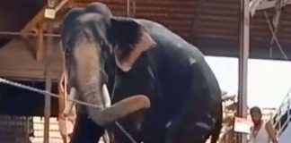 elephant attack