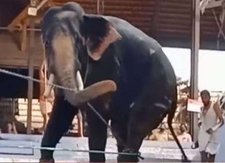 നേർച്ചക്കിടെ ആനയിടഞ്ഞു; തുമ്പിക്കൈയിൽ തൂക്കിയെറിഞ്ഞയാൾ മരിച്ചു elephant attack