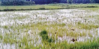 palakkad-crop-field-in-rain