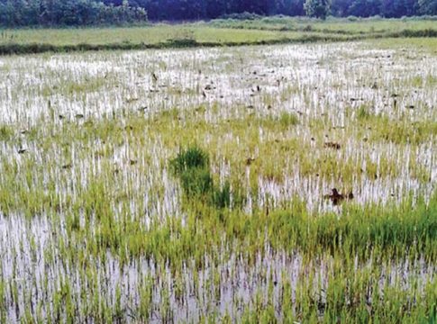 palakkad-crop-field-in-rain