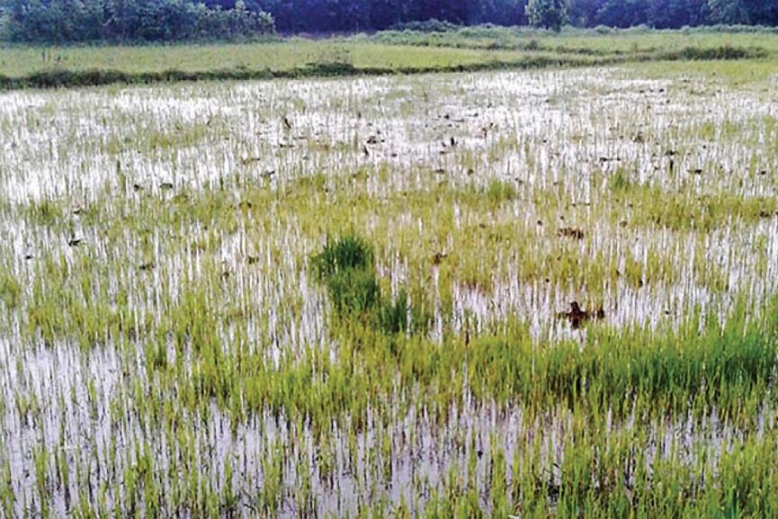 PADDY FIELD-palakkad palakkad-crop-field-in-rain