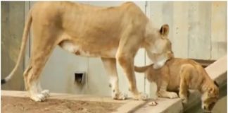 കുഞ്ഞ് സിംഹത്തെ ‘കുളിപ്പിക്കാൻ’ വെള്ളത്തിലേക്ക് തള്ളിയിട്ട് അമ്മ സിംഹം; വൈറൽ വീഡിയോ lion-