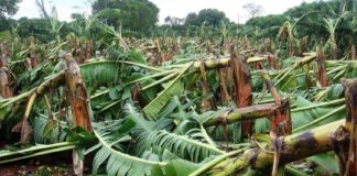 crop damage in palakkad