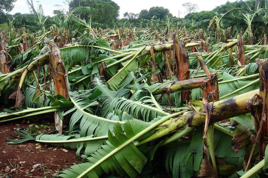 crop damage in palakkad crop damage in palakkad