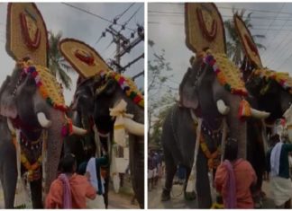 elephant head