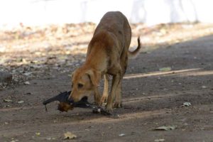 A stray dog that bit seven people in Puthenangad