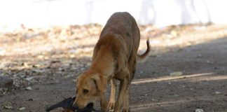 A stray dog that bit seven people in Puthenangad