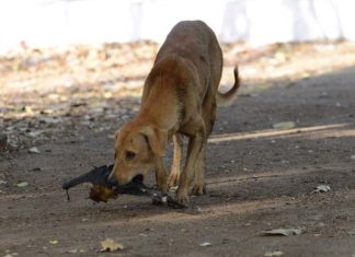 പുത്തനങ്ങാടിയിൽ ആറുമാസമുള്ള കുഞ്ഞടക്കം ഏഴുപേരെ കടിച്ച തെരുവുനായ ചത്തു A stray dog that bit seven people in Puthenangad