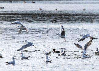 കനത്ത ചൂട്; കടലിൽ പക്ഷികൾ കുറയുന്നതായി സർവേ ഫലം sea birds