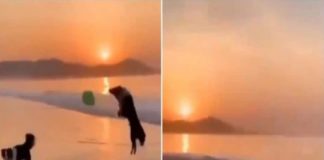 കടൽ തീരത്ത് കുസൃതിയുമായി രണ്ട് വളർത്തു നായകൾ; വീഡിയോ കാണാം two-petdogs