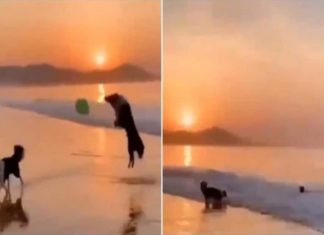 കടൽ തീരത്ത് കുസൃതിയുമായി രണ്ട് വളർത്തു നായകൾ; വീഡിയോ കാണാം two-petdogs