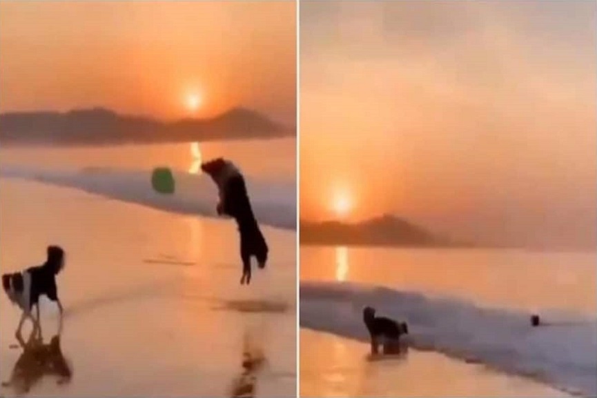 two-petdogs two-petdogs