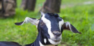 ആടുകള് കൂട്ടത്തോടെ ചത്ത സംഭവം; സാമ്പിള് ശേഖരിച്ചു GOAT