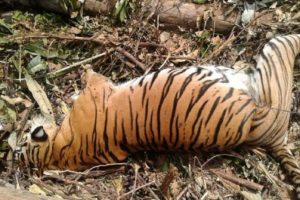 tiger dead
