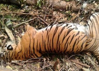 tiger dead