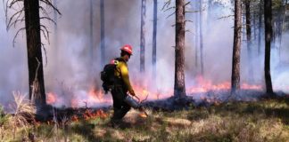 വേനലിൽ ഉണങ്ങി വരണ്ട് വനാതിർത്തികൾ; കാട്ടുതീ തടയാൻ നീക്കവുമായി വനംവകുപ്പ് wild fire