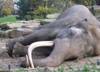 elephant