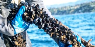 കോവിഡ് കാലത്ത് പഠനത്തിനൊപ്പം കല്ലുമ്മക്കായ കൃഷി; വിളവെടുപ്പ് നടത്തി വിദ്യാർഥികൾ mussels farming