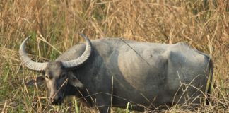 ജലക്ഷാമം രൂക്ഷം; കാടിറങ്ങി വന്യമൃഗങ്ങൾ, ദുരിതത്തിലായി കർഷകർ kasargod news