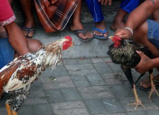 ക്ഷേത്രത്തിൽ വിലക്ക് ലംഘിച്ച് കോഴിബലി; 9 അംഗ സംഘം പോലീസ് പിടിയിൽ kozhi bali