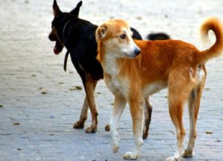 street dogs