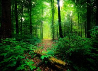 സൈലന്റ് വാലി ദേശീയ ഉദ്യാനത്തിന്റെ സംരക്ഷിത മേഖലയിൽ തീരുമാനം