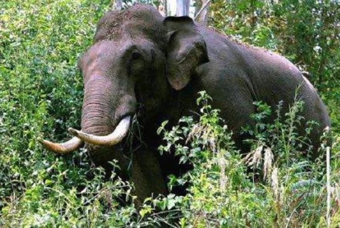elephant attack