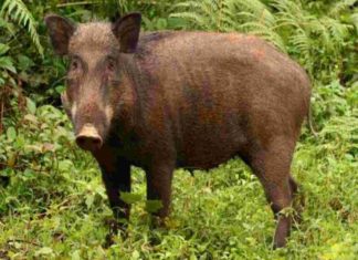 wild boar