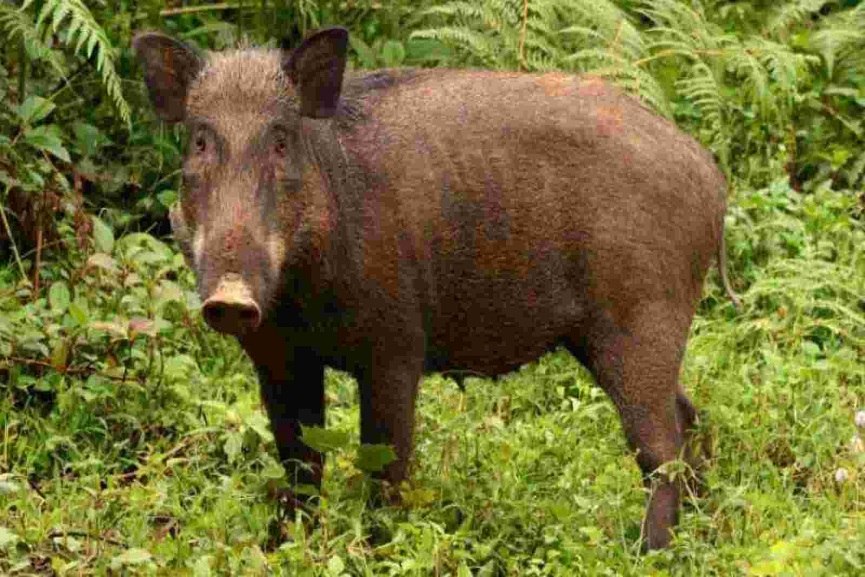 wild boar wild boar