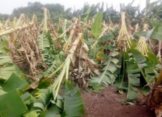 crop damage