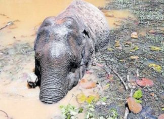 നെല്ലിയാമ്പതി പോത്തുപാറ ചെക് ഡാമിൽ അകപ്പെട്ട ആന ചരിഞ്ഞു palakkad news