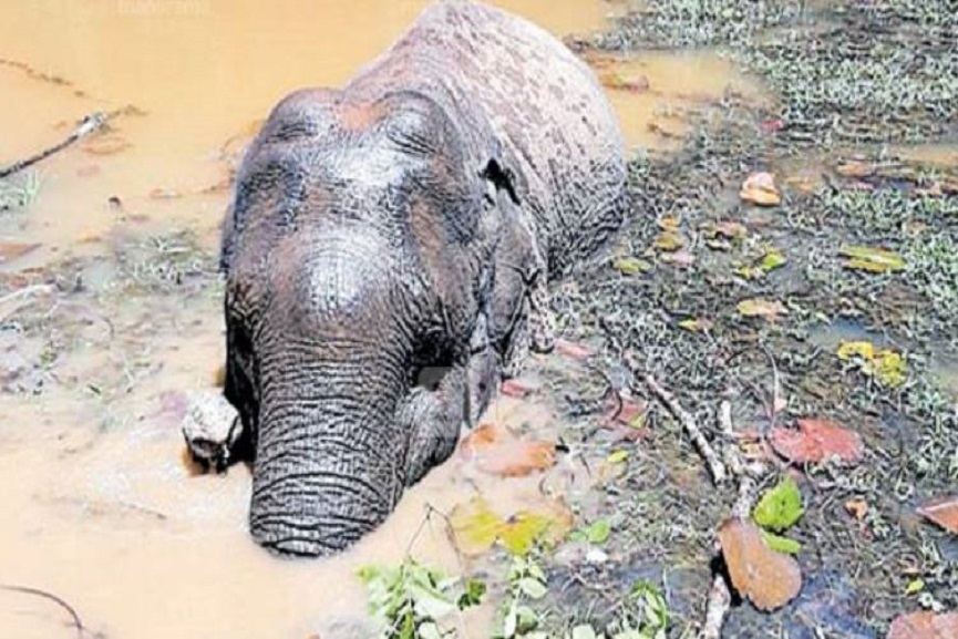 palakkad news palakkad news