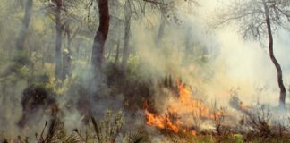 നരമ്പിൽ പാറയിൽ തീപിടുത്തം; പിന്നിൽ സാമൂഹിക വിരുദ്ധരെന്ന് നാട്ടുകാർ kannur