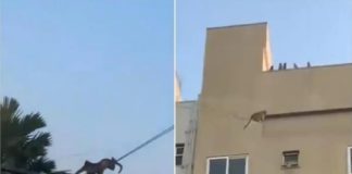 വൈദ്യുതി ലൈനിൽ തൂങ്ങി കുരങ്ങുകളുടെ സർക്കസ്; വൈറലായി വീഡിയോ monkeys-circus