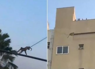 വൈദ്യുതി ലൈനിൽ തൂങ്ങി കുരങ്ങുകളുടെ സർക്കസ്; വൈറലായി വീഡിയോ monkeys-circus
