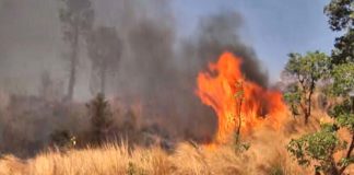 തീപിടിത്തം; വയനാട്ടിൽ പുൽക്കാടുകൾ കത്തിനശിച്ചു