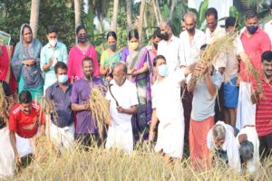 paddy cultivation at ramanattukara