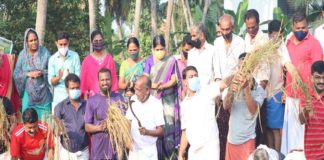 paddy cultivation at ramanattukara