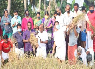 paddy cultivation at ramanattukara