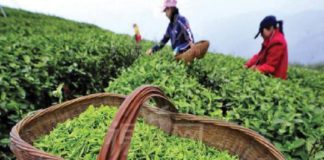 plantation-kozhikode