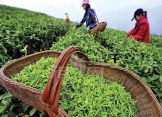plantation-kozhikode