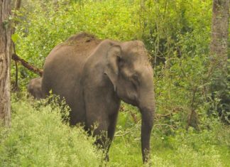 wild elephant in wayanad