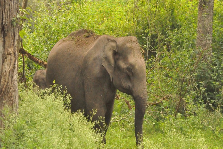 wild elephant in wayanad wild elephant in wayanad