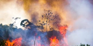കാട്ടുതീ പ്രതിരോധം; ജില്ലയിൽ മുന്നൊരുക്കം ശക്തമാക്കാൻ നിർദേശം wildfire