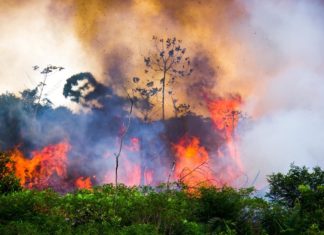 wildfire