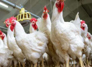 broiler price